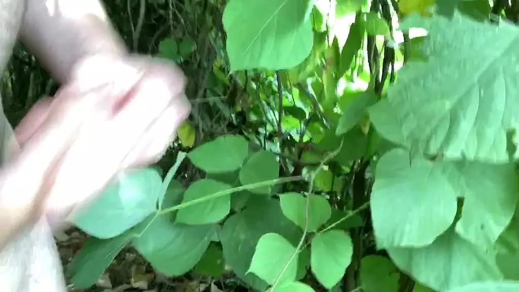 kudzu