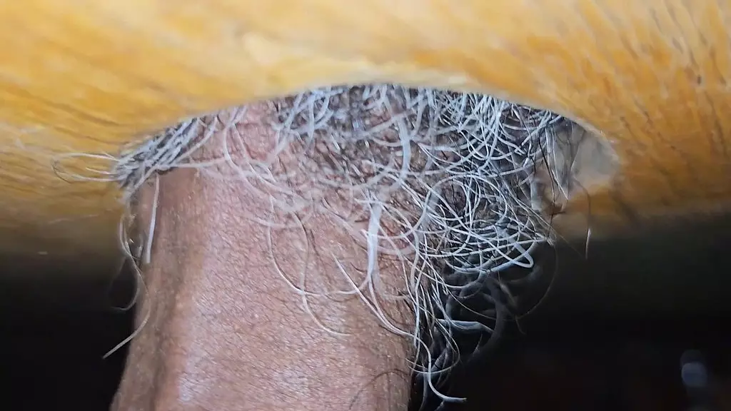 mavambo fazendo sexo com coroa grisalho e muito excitado com o tamanho daquela rola