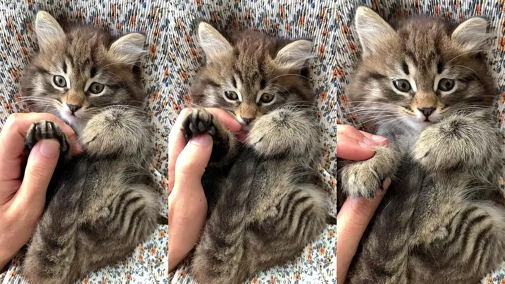 testxv - обновление №3 - 5968893-uhd_2160_3840_30fps - 12 марта 2025 г