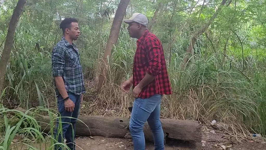 tomando tora do lenhador