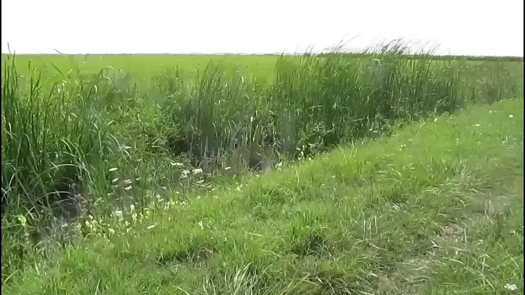 un souvenir tres agreable de l ete dernier, en camargue... il n y a pas que ...