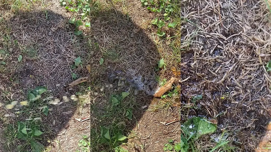 tiatinkles - pee on the bee - img_3475 - sep 02, 2025