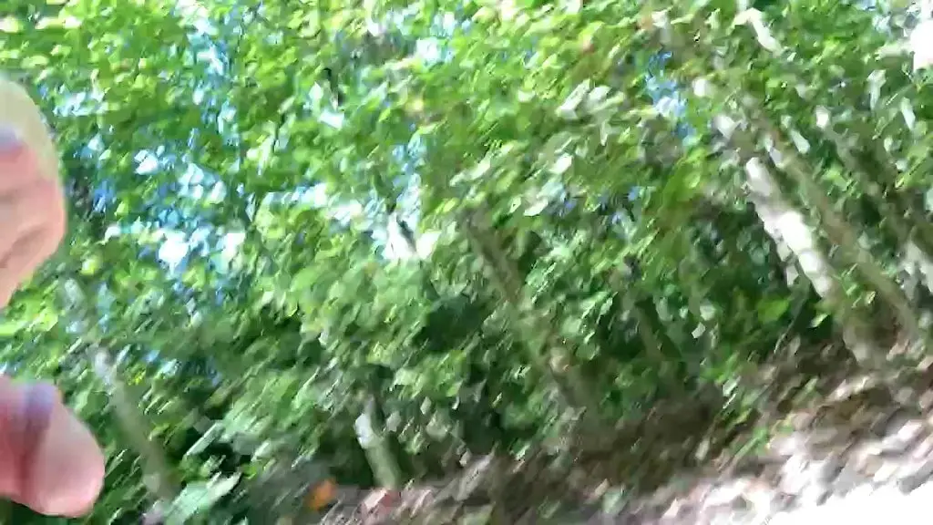 beautiful trees
